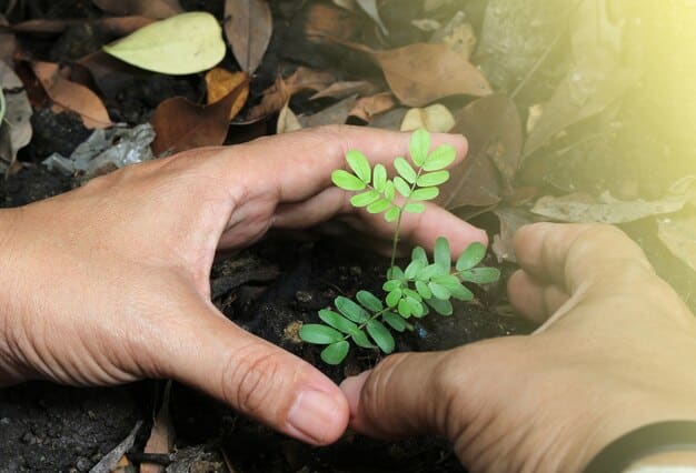 Hands planting a small tree seedling in fertile soil, symbolizing environmental stewardship and reforestation efforts. The background features a lush forest, highlighting the importance of trees in absorbing carbon dioxide and promoting biodiversity.