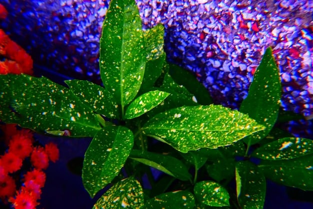 Close-up of a high-resolution smart TV screen displaying vibrant colors and sharp details from a nature documentary.