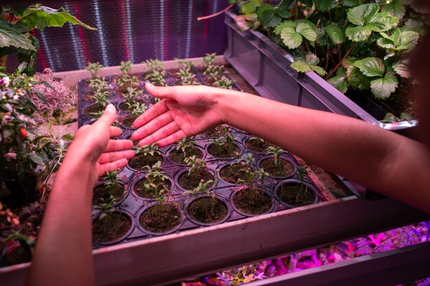 Hands planting seedlings into a smart garden system, with automated lights and watering system visible in the background.