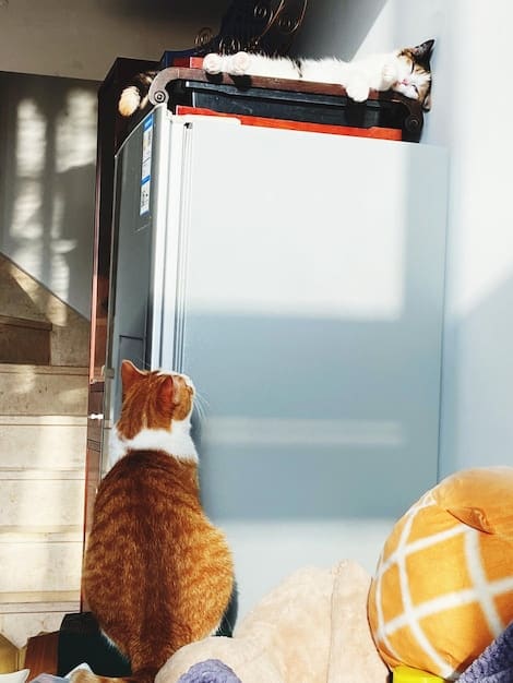 A split-screen image showcasing a cat using a smart pet door on one side, and a dog interacting with a treat-dispensing camera on the other, illustrating the versatility of smart pet devices for different animals.